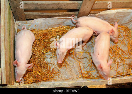 Four pink piglets in pen at farm Stock Photo