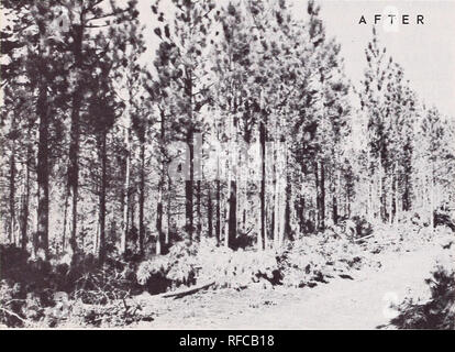 . Economic guides for ponderosa pine dwarfmistletoe control in young stands of the Pacific Northwest. Ponderosa pine Diseases and pests Control Northwest, Pacific; Arceuthobium Control Northwest, Pacific. ESTIMATING THE COST OF DWARFMISTLETOE CONTROL. Figure 2.--One of more than 80 young ponderosa pine stands treated in the course of the economic study. Before precommercial thinning and d w ar fm i s 11 etoe control, this area hod 7,000 stems per acre. So dense a stand ordinarily would not be attractive treatment investment opportunity. Figure 3.--A sectional aluminum pole saw developed by the Stock Photo