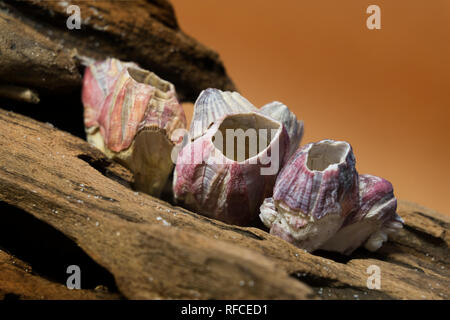 Barnacles on a piece of driftwood. Stock Photo
