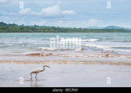 A photo of a white heron walking on the background of tropical rain forests at Manzanillo National Park, Costa Rica Stock Photo