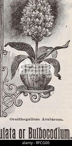 . Autumn 1898 new floral guide : bulbs, roses and other beautiful flowers, for winter and spring bloom. Nursery stock Pennsylvania West Grove Catalogs; Plants, Ornamental Catalogs; Bulbs (Plants) Catalogs; Roses Catalogs; Flowers Seeds Catalogs. Narcissus Corbulata. These are curious and very pretty varieties, both for winter bloom in pots, and also for planting in open ground. Large trumpet bell-sbaped flowers, bright golden yellow, pale sulphur and cream white, delightfully fragrant and very beautiful. They bloom finely in February and March and are a charming addition to the window garden.  Stock Photo