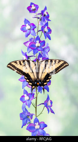 Tiger swallowtail butterfly Papilionidae on a blue delphinium flower with wings spread Stock Photo