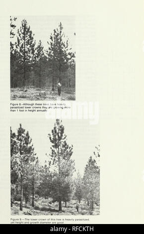 . Response of dwarf mistletoe-infested ponderosa pine to thinning. Dwarf mistletoes; Ponderosa pine Diseases and pests; Ponderosa pine Thinning. 9. Please note that these images are extracted from scanned page images that may have been digitally enhanced for readability - coloration and appearance of these illustrations may not perfectly resemble the original work.. Barrett, James W. (James Willis), 1922-; Roth, Lewis F. [Portland, Or. ] : U. S. Dept. of Agriculture, Forest Service, Pacific Northwest Forest and Range Experiment Station Stock Photo