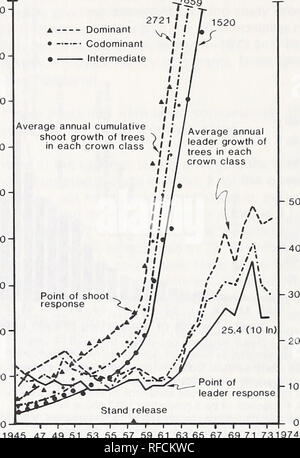 . Response of dwarf mistletoe-infested ponderosa pine to thinning. Arceuthobium Propagation; Ponderosa pine Diseases and pests; Ponderosa pine Thinning. 1000^&quot; 900- Numbers are growth (cm) in 1970 1520 E c o (tj O) c o o o o 'â +3 TO 3 E o 800 700 600 500 400- 300- 200&quot; 100. E c o to O) c o 4) i  a&gt; â o to o . i i i iâiâr 1945 47 49 51 53 55 57 59 61 63 65 67 69 71 731S Growth year Figure 3 â Average annual shoot growth and leader elonga- tion of 54 small, pole-size ponderosa pines. Dominants (14), codominants (14), and intermediates (26) are plotted sep- arately. Annual leader le Stock Photo