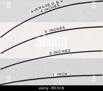 . Economic guides for ponderosa pine dwarfmistletoe control in young stands of the Pacific Northwest. Ponderosa pine Diseases and pests Control Northwest, Pacific; Arceuthobium Control Northwest, Pacific. In order to identify the cost of dwarfmistletoe control with and without silvicultural treatment, time studies were conducted during 1961 and 1962 on the Deschutes National Forest in eastern Oregon. After overstory removal in timber sales, thinning of trees less than 5 inches d.b.h. was done with powered circular saws commonly called brush- cutters (fig. 2). Next, powered bow saws were employ Stock Photo