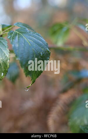 Raindrop on a leaf, Hanningfield, Essex, UK