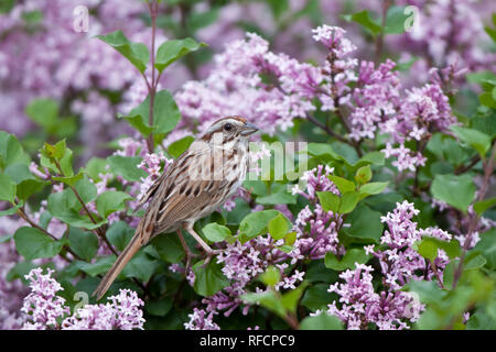 01575-01903 Song Sparrow (Melospiza melodia)  on Dwarf Korean Lilac Bush (Syringa meyeri 'Palibin'), Marion Co., IL Stock Photo