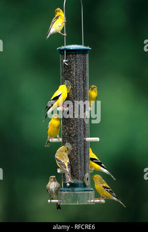 01640-074.12 American Goldfinches (Carduelis tristis) male and female & Pine Siskin (Carduelis pinus) on thistle feeder, Marion Co.  IL Stock Photo