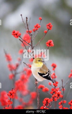 01640-155.13 American Goldfinch (Carduelis tristis) in Common Winterberry (Ilex verticillata) in winter, Marion Co.  IL Stock Photo