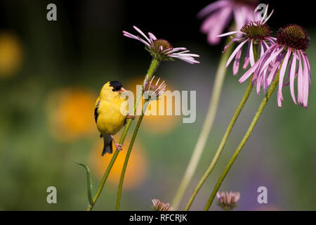 01640-15918 American Goldfinch (Carduelis tristis) male on Pale Purple Coneflower (Echinacea pallida)  in garden, Marion Co., IL Stock Photo