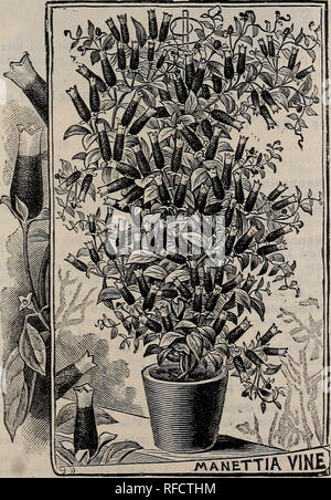 . Fruitland Nurseries. Nursery stock, Georgia, Augusta, Catalogs; Trees, Seedlings, Catalogs; Plants, Ornamental, Catalogs; Shrubs, Catalogs; Flowers, Catalogs. Climbers 11 Ficus 10 cts. each, 75 ctrs. for 10 *Repens. Evergreen; excellent for walls, rock work or for covei'ing rustic work in greenhouses. *Pumila. With smaller foliage and more compact habit. Ipomoea 15 cts. each, $1.25 for 10 tMacrantholeucum, or Moon-Flower. A rapid climber, with very large pure white flowers, which open in the evening and last all night: a valuable plant for verandas or arbors. *Selowii. Flowers pink, convolvu Stock Photo