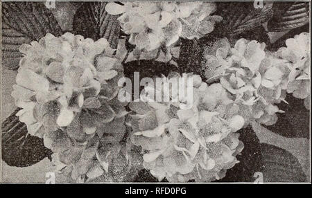 . Annual descriptive catalogue of bulbs. Nursery stock, New York (State), New York, Catalogs; Flowers, Seeds, Catalogs; Plants, Ornamental, Catalogs; Bulbs (Plants), Catalogs; Shrubs, Catalogs; Fruit, Catalogs. BRlDGE/nAN'S BULB CATALOGUE. 23. Viburnum plicatum. DECIDUOUS HARDY SHRUBS, etc., continued. Paeonia Moutan. (Tree Paeony.) Very large flowers, of gorgeous colors. $2 to $3 each. Philadelphia coronarius. (Mock-Orange or Syringa.) Strong-growing; pure white fragrai.t flowers in June. 50 cents each. Prunus Sinensis. (Double White-flowering Plum.) Very pretty. 75 cents each. &quot; myrobol Stock Photo