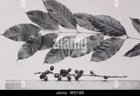 . Some ornamental shrubs for the Tropics. Shrubs Tropics. 54 CIRCULAR 34, FEDERAL EXPERIMENT STATION. Figure 27.—The fruit of the Arabian coffee, Coffea arabica, is green at first but ripens to red in the fall. The white flowers are formed in tight clusters close to the branches. In Puerto Rico they appear in flushes several times during the spring. Each flush lasts from 3 to 5 days. The interval between flushes depends on the moisture content of the soil and varies from 2 to 4 weeks. The fruits are berries 0.6 to 0.8 inch long which are at first green but ripen to a dark red. The flesh is thi Stock Photo