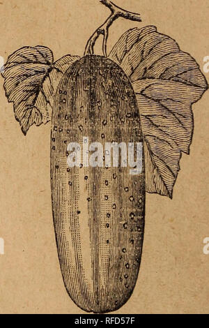 . 1898 [catalog]. Nursery stock, Kansas, McPherson, Catalogs; Vegetables, Seeds, Catalogs; Flowers, Catalogs, Seeds. Cucumbers succeed best in warm, moist, rich, loamy ground; they should not be planted in open air until there is a prospect of warm, settled weather. Plant in hills about four feet apart each way. When all danger from insects is past, thin out the plants, leaving three or four of the strongest to a hill. The fruit should be plucked when large enough, whether required or not, as if left to ripen on the vines, it destroys their productiveness. f V Early Cluster.—Fruit short, pro-  Stock Photo