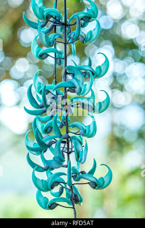 Strongylodon macrobotrys/ Jade Vine bloom as beautiful tiger nails in the garden. Stock Photo