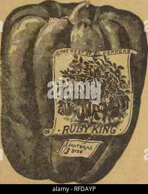 . 20th year. Nursery stock Missouri Carthage Catalogs; Vegetables Seeds Catalogs; Flowers Seeds Catalogs; Grasses Seeds Catalogs; Gardening Equipment and supplies Catalogs. PEPPER. Sow early in hot beds or boxes or in open ground late in spring. When four inches high* transplant in rows 20 inches apart and 18 Inches apart inj rows. I N«*w Ruby King—Wonderful yielder, peppers grow from 4 to 6 inches long by 3 to 4 inches in diameter, of striking red, mild flavor, very desirable for man- goes, salads, etc.; oz 25c, }4 lb 70o. Monstrous Sweet Spanish- Large, red, early, productive, mild flavor, f Stock Photo