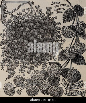 . Spring 1902. Nursery stock Ohio Painesville Catalogs; Vegetables Seeds Catalogs; Flowers Catalogs; Bulbs (Plants) Catalogs; Plants, Ornamental Catalogs; Fruit Catalogs; Trees Seedlings Catalogs. HIBISCUS PEACHBLOW. HIBISCUS SINENSIS. Strong growing tropical plants with handsome glossy foliage and large, brilliant, showy flowers. In a warm, sunny window they make fine decorative plants and bloom profusely. If planted in the open ground during summer they make a gorgeous dis- play with their enormous bright colored flowers. Peachblow—An improvement over other Hibiscus in size of flower, freedo Stock Photo