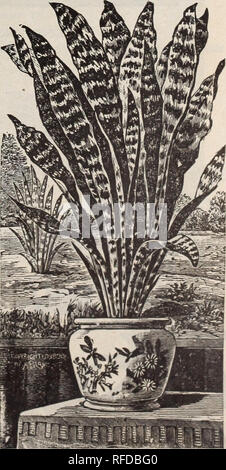 . [Catalogue]. Nursery stock Ohio Springfield Catalogs; Roses Catalogs; Plants, Ornamental Catalogs; Flowers Seeds Catalogs. SANSKVKRIA ZEALANICA.. Please note that these images are extracted from scanned page images that may have been digitally enhanced for readability - coloration and appearance of these illustrations may not perfectly resemble the original work.. Schmidt &amp; Botley; Henry G. Gilbert Nursery and Seed Trade Catalog Collection. Springfield, Ohio : Schmidt and Botley