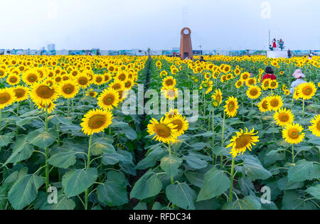Sunflower fields and windmill decoration of gardening harmoniously harmonize beautiful and peaceful landscapes Stock Photo