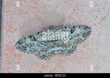 Willow beauty moth Latin peribatodes rhomboidaria in the geometridae family of moths at rest on a ceramic tile in summer in Italy like a dusty wave Stock Photo