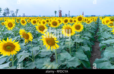 Sunflower fields and windmill decoration of gardening harmoniously harmonize beautiful and peaceful landscapes Stock Photo