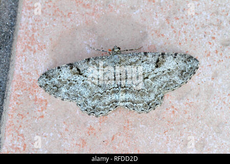 Willow beauty moth Latin peribatodes rhomboidaria in the geometridae family of moths at rest on a ceramic tile in summer in Italy like a dusty wave Stock Photo