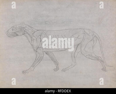 A Comparative Anatomical Exposition of the Structure of the Human Body with That of a Tiger and a Common Fowl: Tiger Body, Lateral View. Date/Period: 1795 to 1806. Drawing. Graphite on thin, slightly textured, cream wove paper. Height: 400 mm (15.74 in); Width: 530 mm (20.86 in). Author: George Stubbs. Stock Photo