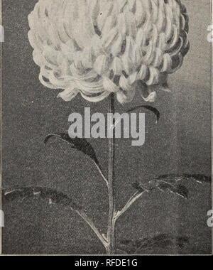 . A complete list of the latest novelties. Nursery stock Michigan Adrian Catalogs; Chrysanthemums Catalogs; Carnations Catalogs; Flowers Catalogs. Not less than 3 plants of a kind at dozen, and 5 at 100 rate.. Please note that these images are extracted from scanned page images that may have been digitally enhanced for readability - coloration and appearance of these illustrations may not perfectly resemble the original work.. Nathan Smith &amp; Son; Henry G. Gilbert Nursery and Seed Trade Catalog Collection. Adrian, Mich. : Nathan Smith &amp; Son Stock Photo