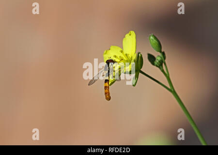 Tiny hover-fly or flower fly Latin melanostoma scalare feeding on a yellow arugula, rocket or rucola flower Latin eruca sativa in the brassica family Stock Photo