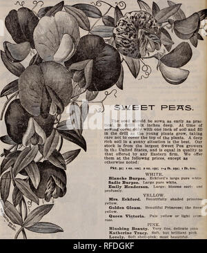 . Savage &amp; Reid's annual catalogue of seeds etc. Nursery stock Oregon Salem Catalogs; Vegetables Seeds Catalogs; Grasses Seeds Catalogs; Flowers Seeds Catalogs; Gardening Equipment and supplies Catalogs. 44 SAVAGE &amp; REED'S CATA LOGUE AND PRICE LIST. SWEET PEKS.. CUPID VARIETIES. White Cupid. The first genuine dwarf sweet pea. Pure white. Pkt. 5c; 1 oz. 20c. Pink Cupid. Like the White Cupid except In color. Pkt. 5c; 1 oz. 20c. Primrose Cupid. Light yellow. Pkt. 5c. Countess of Radnor Cupid. Lavender Pkt. Be. Firefly Cupid. Scarlet. Pkt. 5c. Boreatton Cupid. Maroon Pkt. 5c The seed shoul Stock Photo