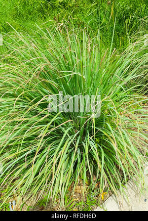 Lemongrass or Lapine or Lemon grass or West Indian or Cymbopogon citratus were planted on the ground. It is a shrub, its leaves are long and slender g Stock Photo