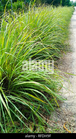 Lemongrass or Lapine or Lemon grass or West Indian or Cymbopogon citratus were planted on the ground. It is a shrub, its leaves are long and slender g Stock Photo