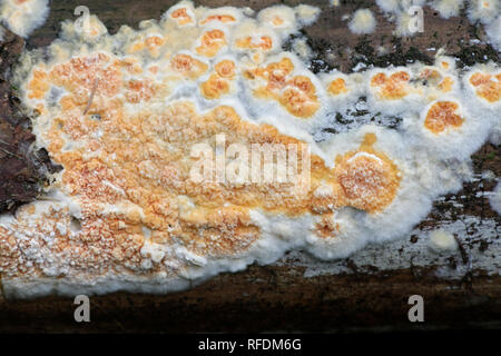 Beautiful orange crust fungus, Leucogyrophana mollusca Stock Photo