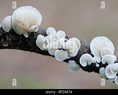 Evasive agaric, Crepidotus sp Stock Photo