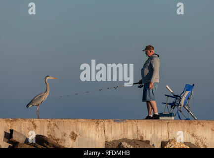 Fisherman with attentive Great blue Heron, Ardea herodias, on jetty, Port Aransas, Texas. Stock Photo