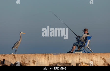 Fisherman with attentive Great blue Heron, Ardea herodias, on jetty, Port Aransas, Texas. Stock Photo