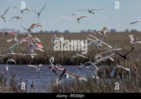Mixed feeding flock of Ibises, Egrets and Roseate Spoonbills coming in to land in marsh, Brazoria National Wildlife Refuge, Texas. Stock Photo