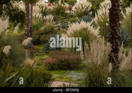 Pampas Grass, Cortaderia selloana, garden at Rosewood Hotel in the centre of San Miguel de Allende, central Mexico. Stock Photo