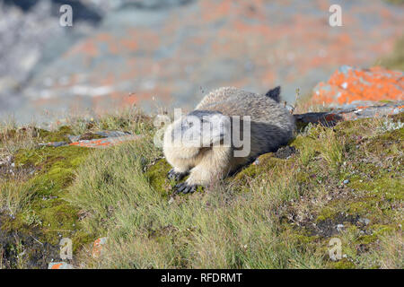 alpine marmot, Alpenmurmeltier, havasi mormota, Marmota marmota Stock Photo