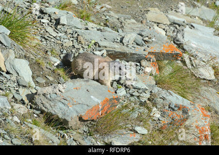 alpine marmot, Alpenmurmeltier, havasi mormota, Marmota marmota Stock Photo