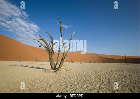 Dead trees in Deadvlei, Namib-Naukluft National Park, Namibia; the pan once had water from Tsauchab river, but a changing environment cause it to dry Stock Photo