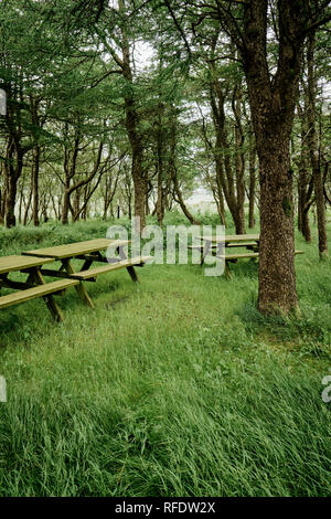 Empty wooden picnic tables in a woodland setting. Stock Photo