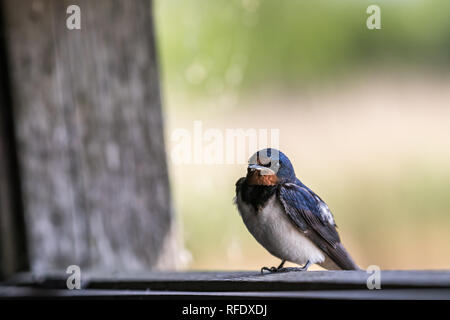 A barn swallow (hirundo rustica) sits in de window of  a bird hide looking inside from the outside. Stock Photo