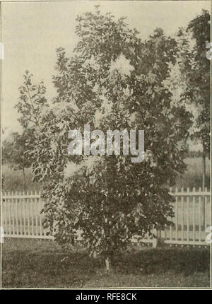 . Descriptive catalogue : ornamental trees, shrubs, vines, evergreens, hardy perennials and fruits. Nursery stock Pennsylvania Catalogs; Nurseries (Horticulture) Pennsylvania Catalogs; Trees Seedlings Catalogs; Ornamental shrubs Catalogs; Flowers Catalogs; Plants, Ornamental Catalogs; Fruit Catalogs. FRAXINUS AMERICANA. (American White Ash.) This is one of the best of Ashes, being valuable for ornamental lawn planting, or for the city street or avenue. The large leaves are a dark green on the upper surface, and lighter beneath. It is very satisfactory for all purposes. raxinus Americana. Ameri