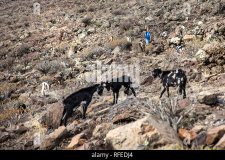 Spain, Canary islands, La Gomera. Valle Gran Rey. Fighting goats and tourist, hiker. Stock Photo