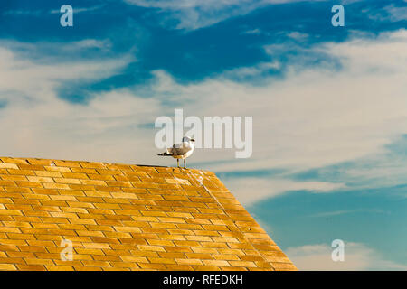 Yellow-legged seagull (Larus Michahellis) perching on a hut at Paseo Fernando Quinones Stock Photo