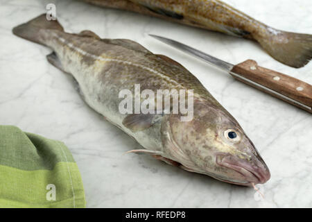 Fresh raw cod fish ready to cook Stock Photo