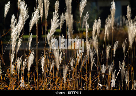 Selective soft focus of beach dry grass, reeds, stalks blowing in the wind at golden sunset light, horizontal, copy space. Nature, autumn, winter Stock Photo