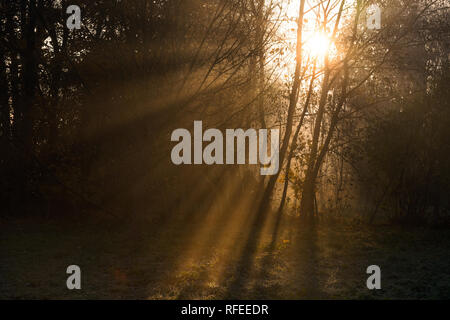 Golden sun rays penetrate through the trees on early foggy autumn morning Stock Photo