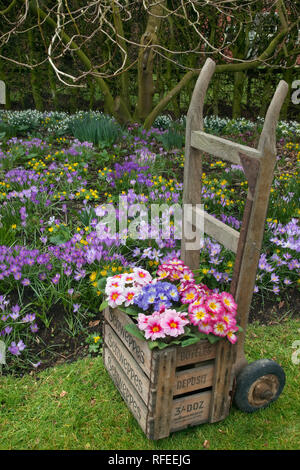 Polyanthus in Garden Setting Norfolk february Stock Photo